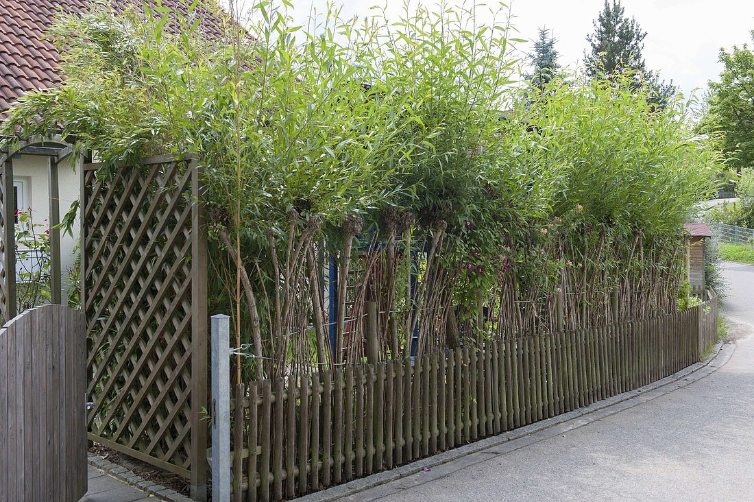 Privacy fence made of sprouted Salix (willow rods)