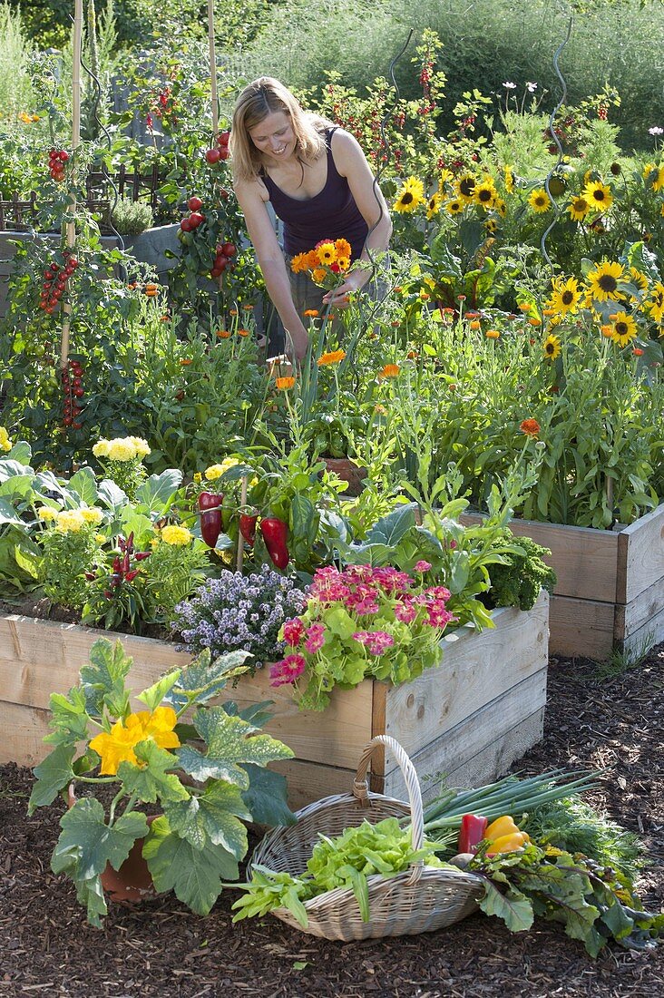 Farm garden in self-made raised beds of boards