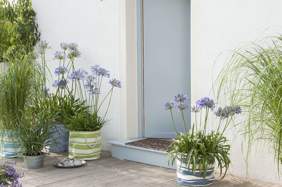 Agapanthus africanus (Afrikanische Schmucklilien) und Spartina