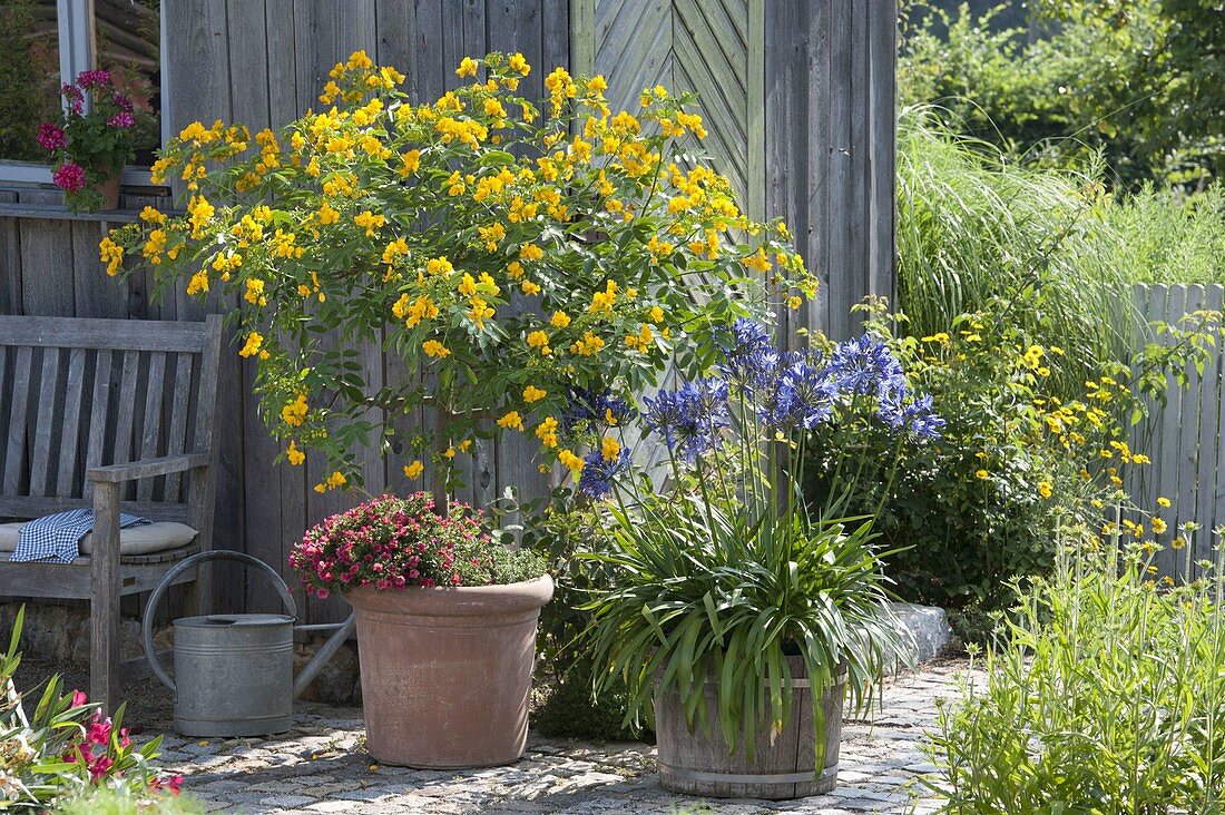 Kübelpflanzen-Terrasse mit Schmucklilien