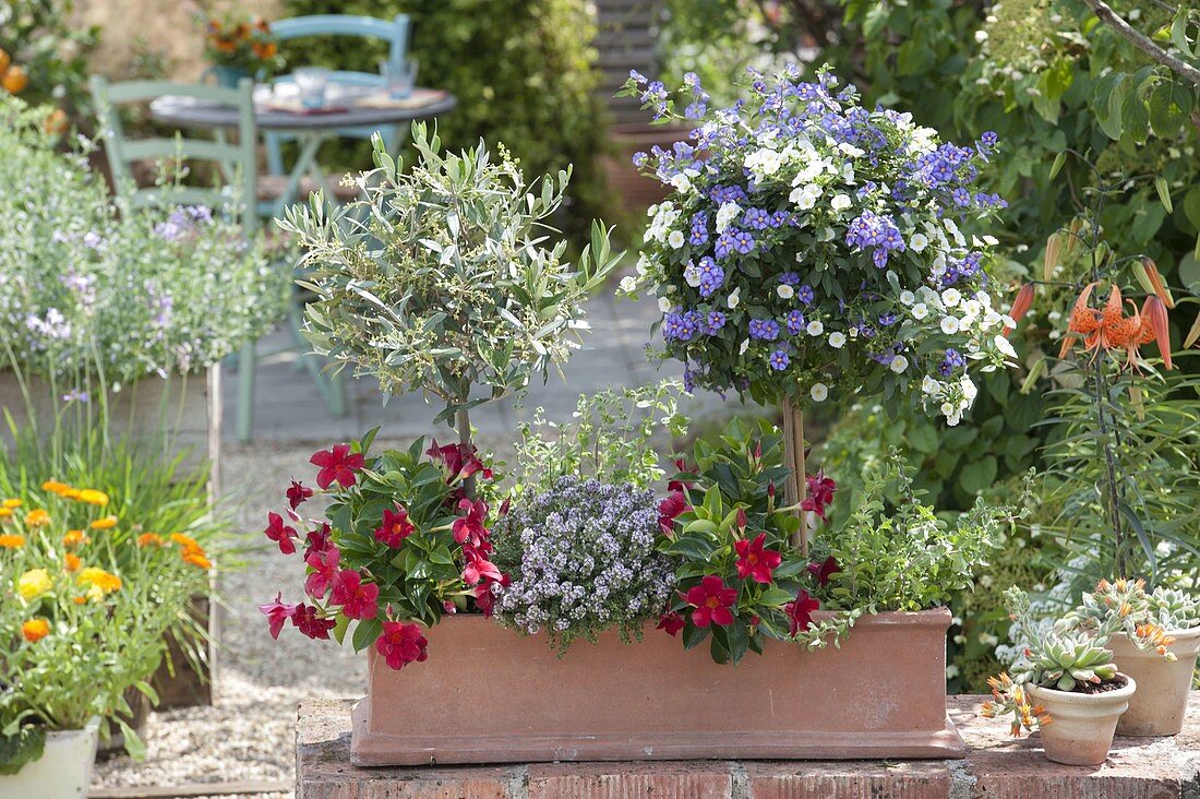 Terracotta-Kasten mit Solanum 'Bayernenzian' (Enzianbaum), Olea europaea