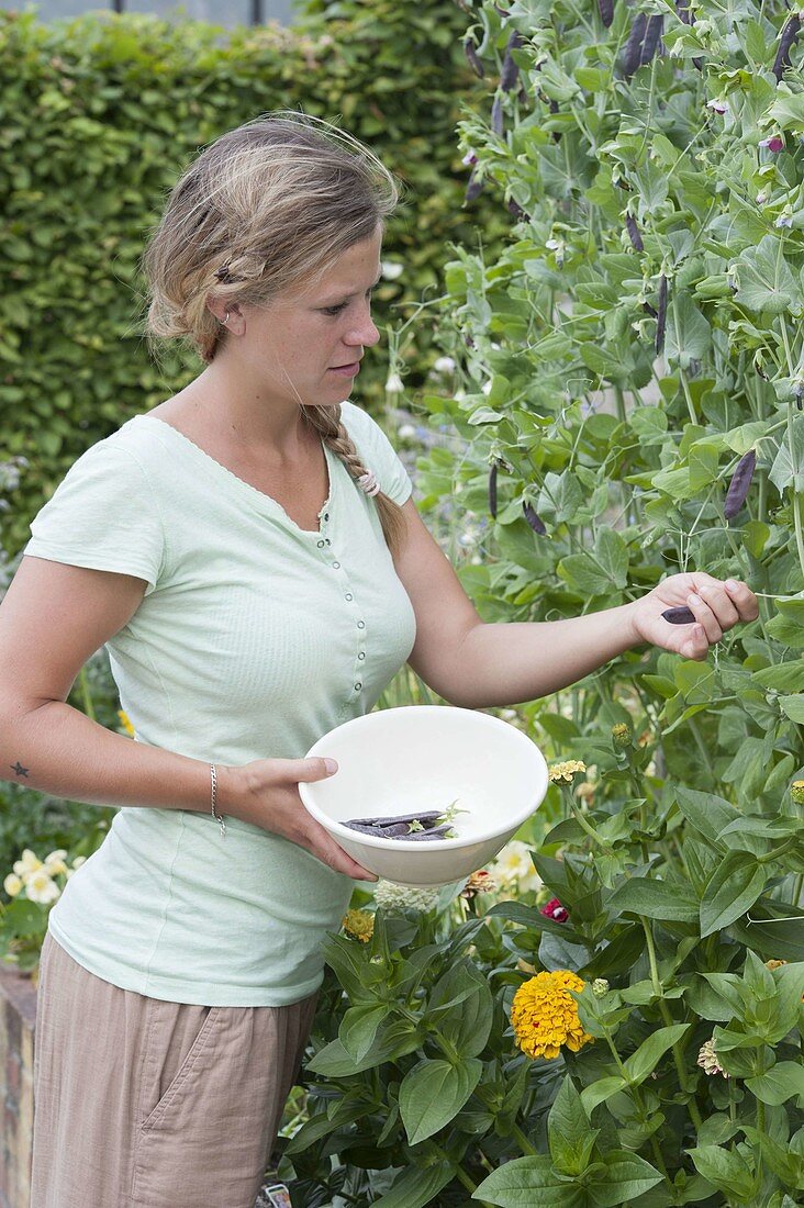 Woman picking capuchin peas 'Blauschokkers' (Pisum sativum)