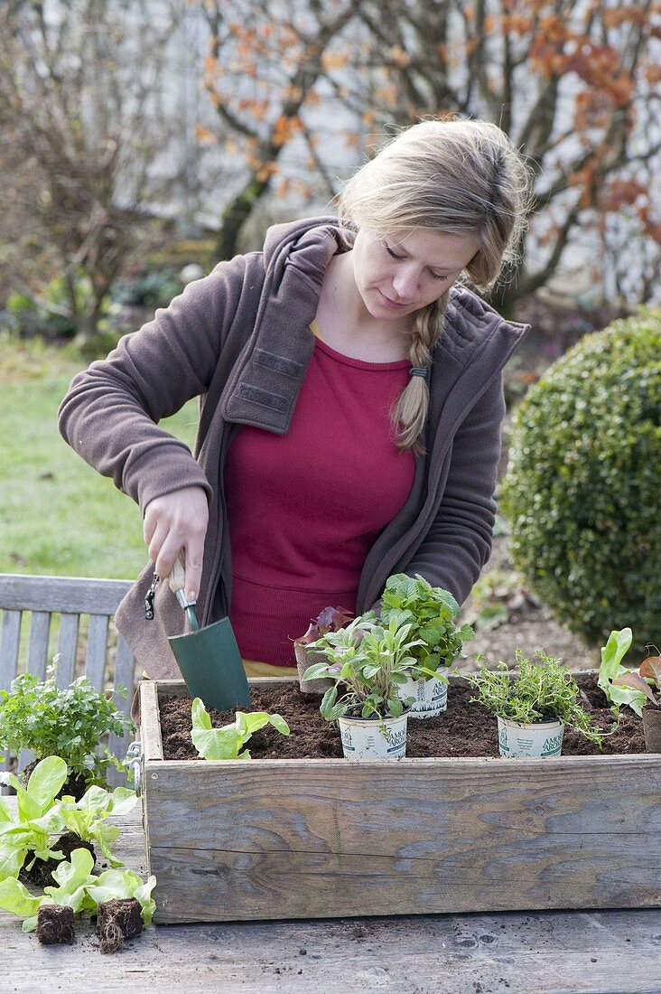 Plant wooden box with herbs and salads