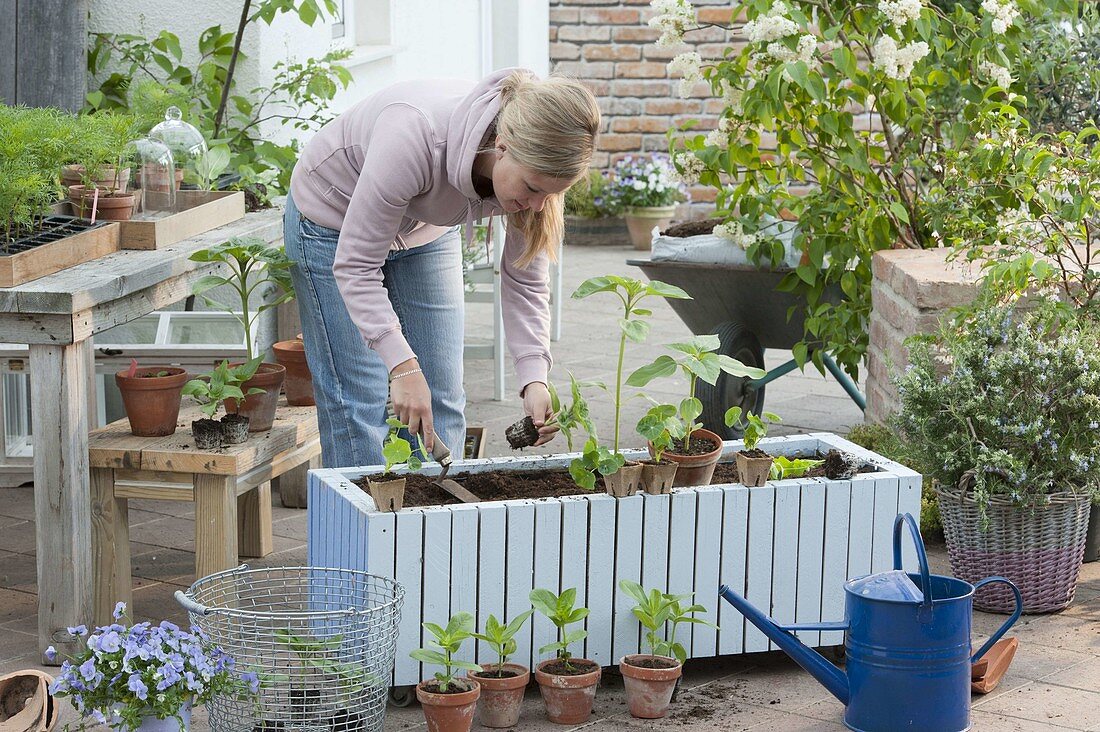 Planting annual summer flowers in a mobile box