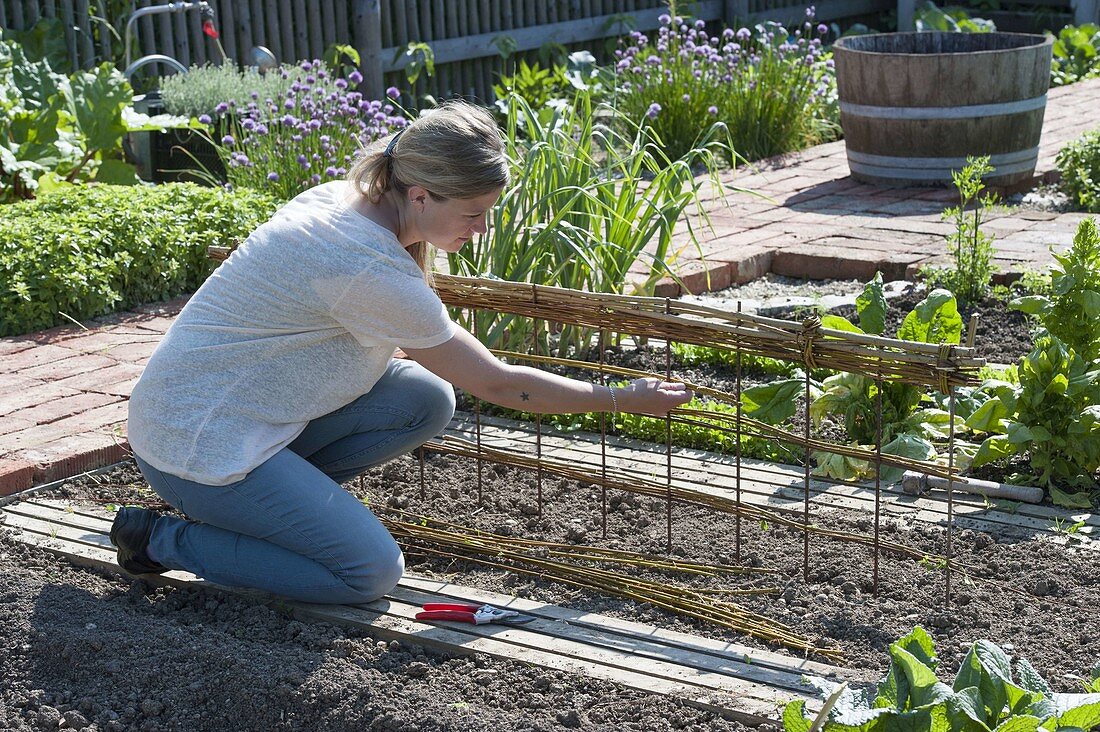 Growing sugar pea 'ambrosia' in the organic garden