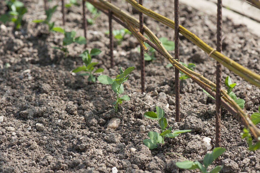 Growing sugar pea 'ambrosia' in the organic garden