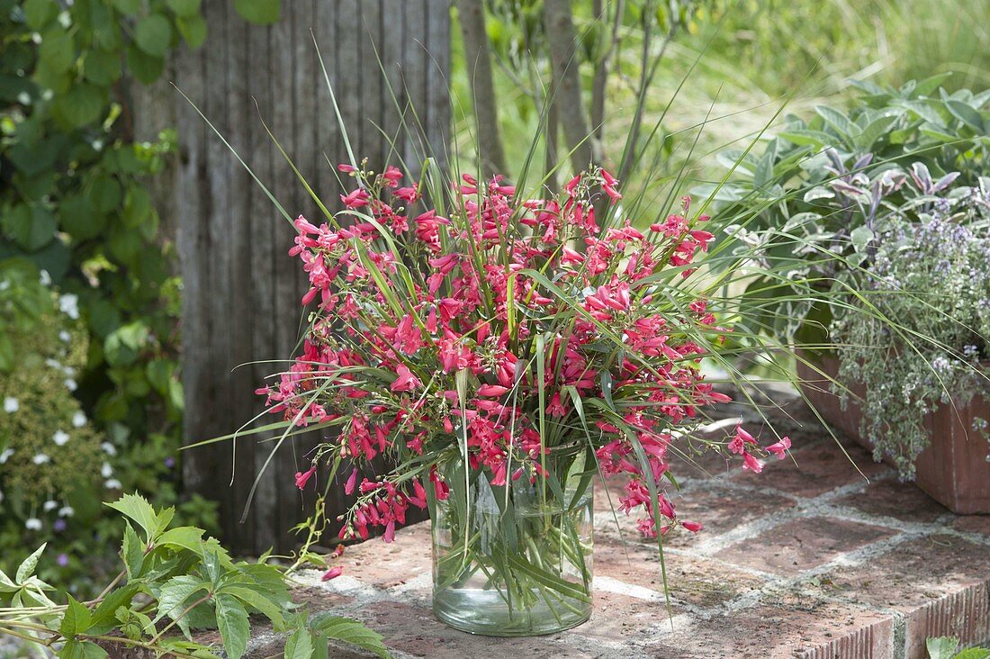 Penstemon hartwegii 'In memory of F. Hahn' (Large-flowered bearded thread)