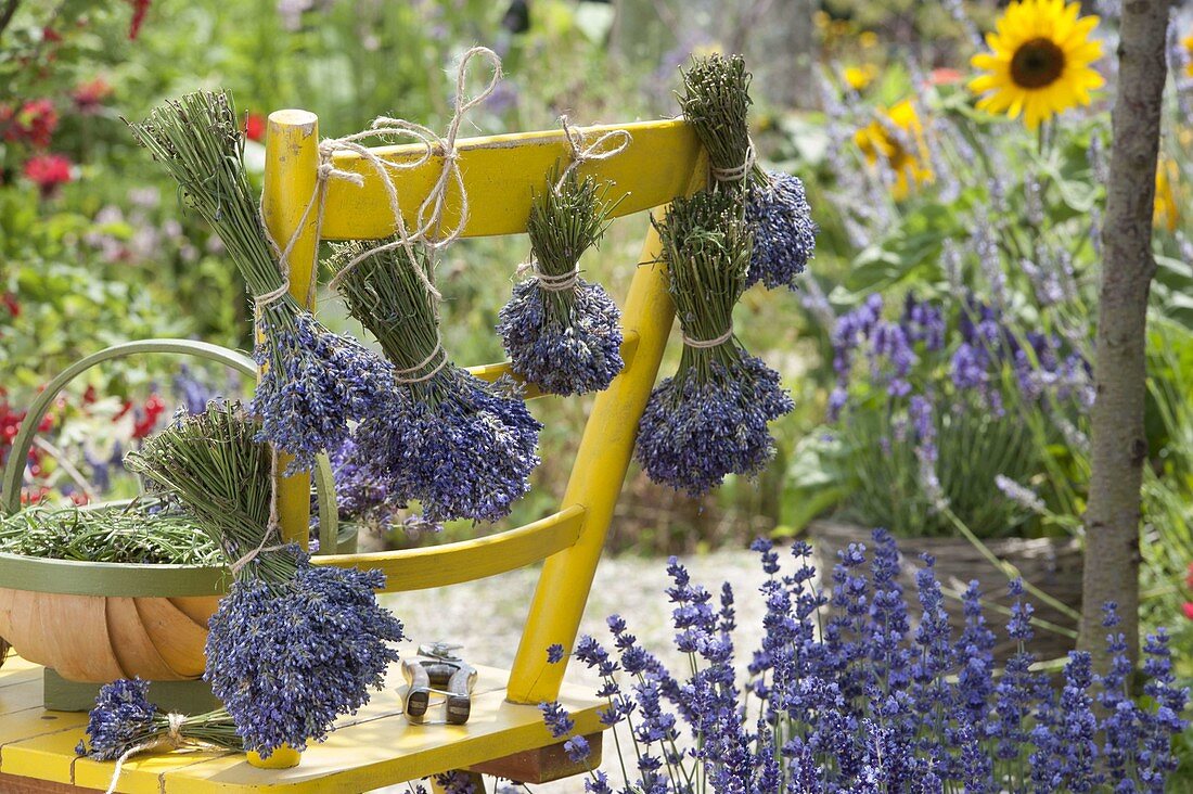 Woman tying bunches of lavender to dry