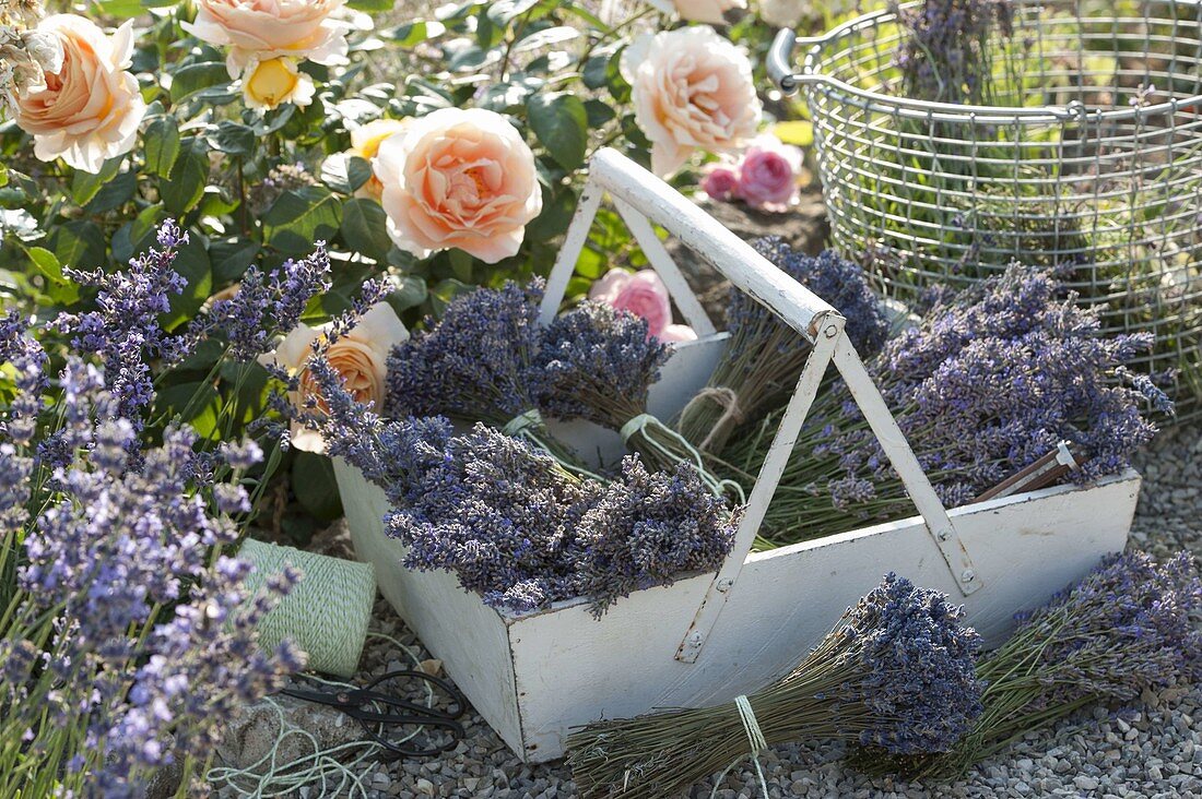 Korb mit frisch geschnittenem und gebündeltem Lavendel (Lavandula)