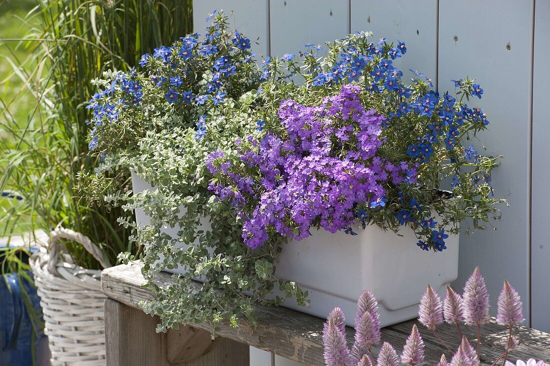 Anagallis monelli 'Angie Blue' (Gauchheil), Verbena Carpet 'Heaven'