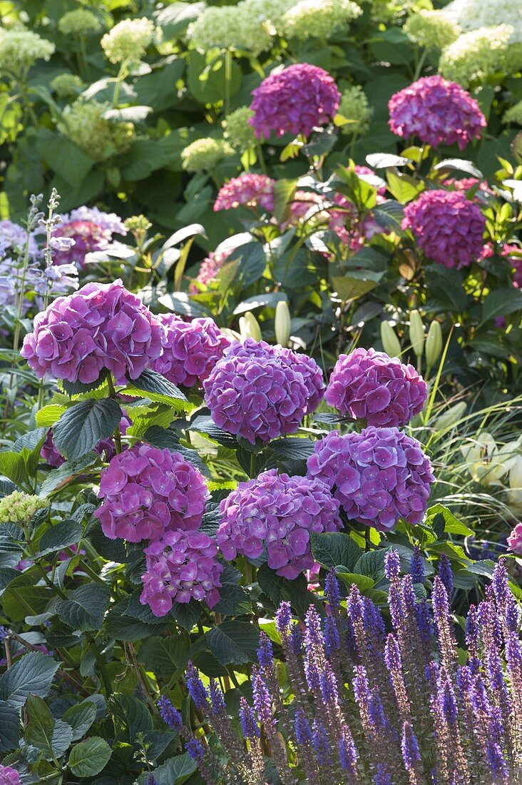 Hydrangea macrophylla (hydrangea) and Salvia nemorosa (ornamental sage)