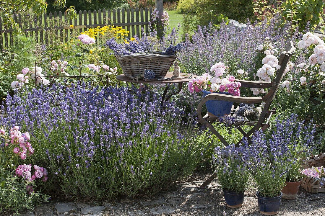 Lavender harvest in the garden