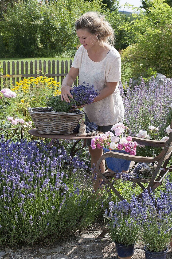 Lavendelernte im Garten