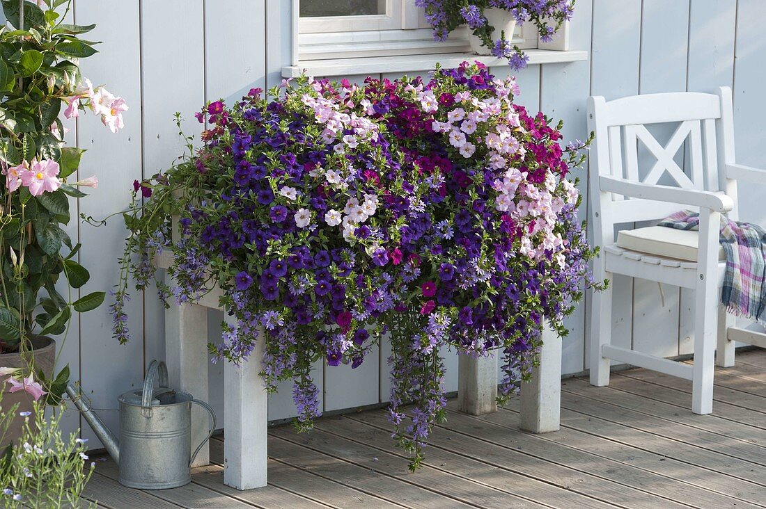 Consecration box with Petunia Calibrachoa Supercal 'Trio Mio'