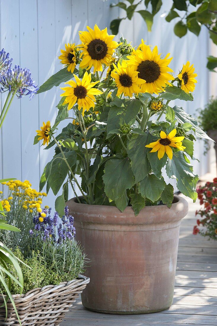 Helianthus 'Ministar' (sunflowers) in a large terracotta pot