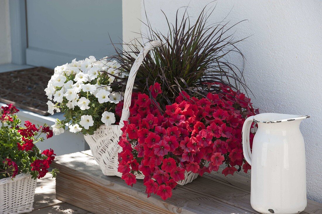 Weisses Körbchen mit Petunia Perfectunia 'White', Petunia Upright 'Red'