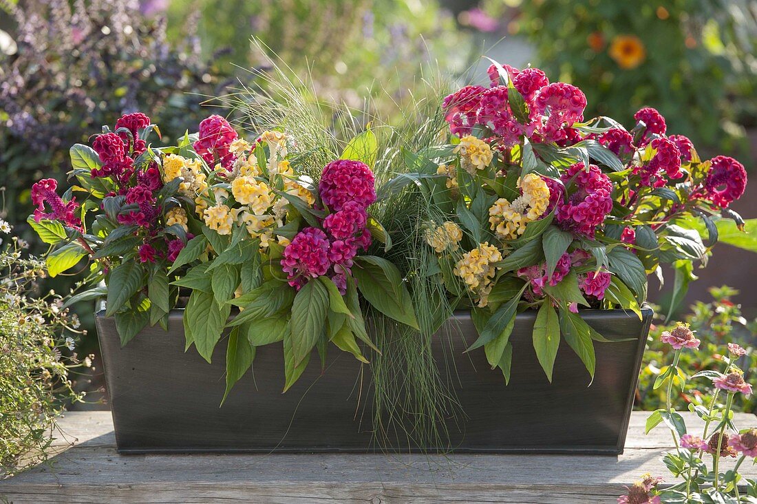 Tin box with Celosia cristata