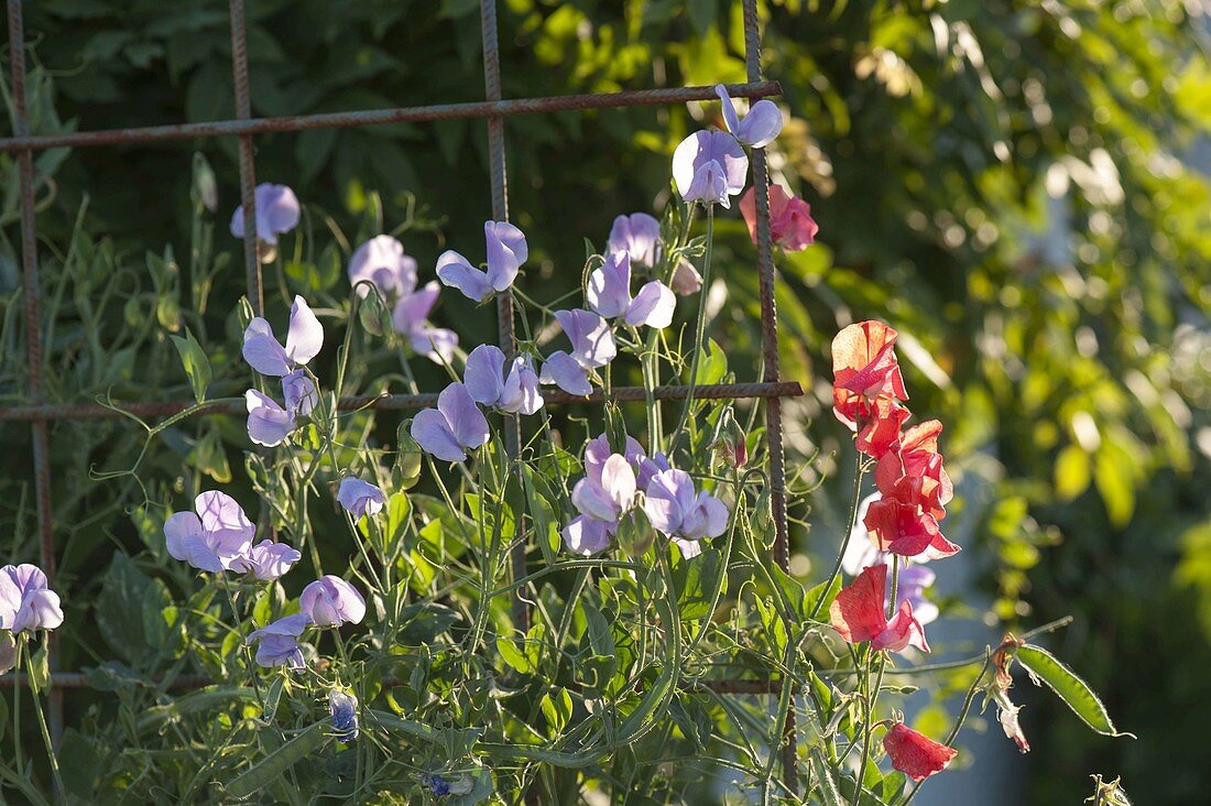 Lathyrus odoratus (sweet pea) on a steel lattice as a trellis