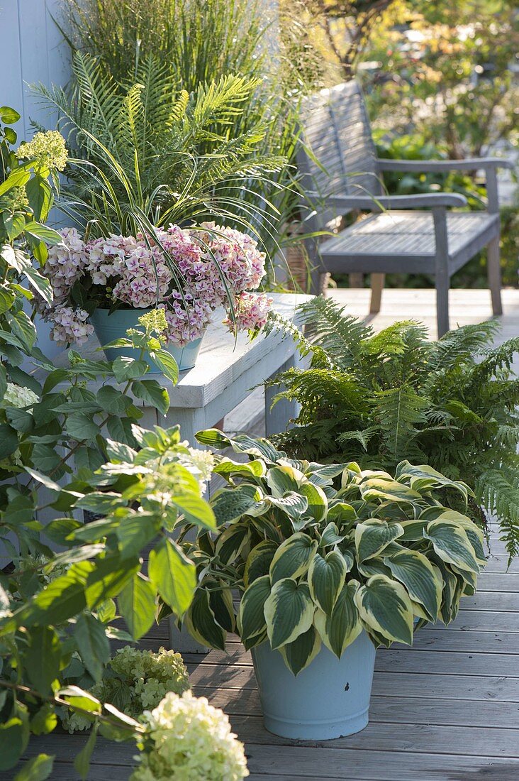 Terrasse mit schattenliebenden Pflanzen
