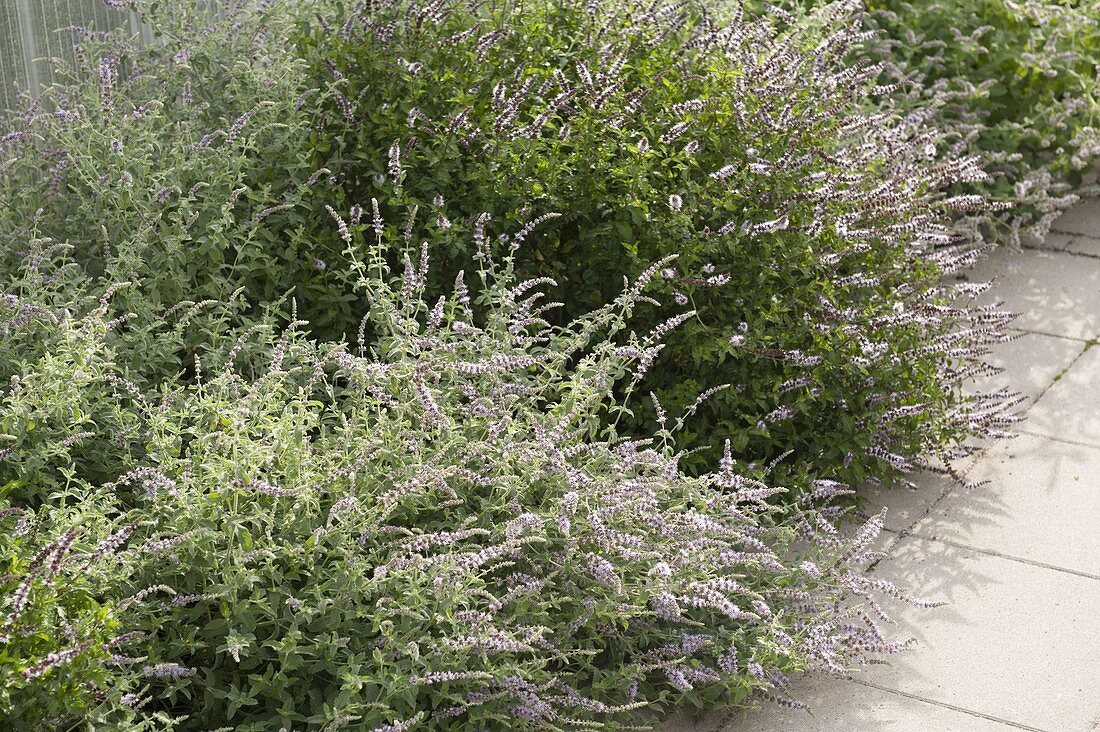 Flowering mint (Mentha) sprawling across the path