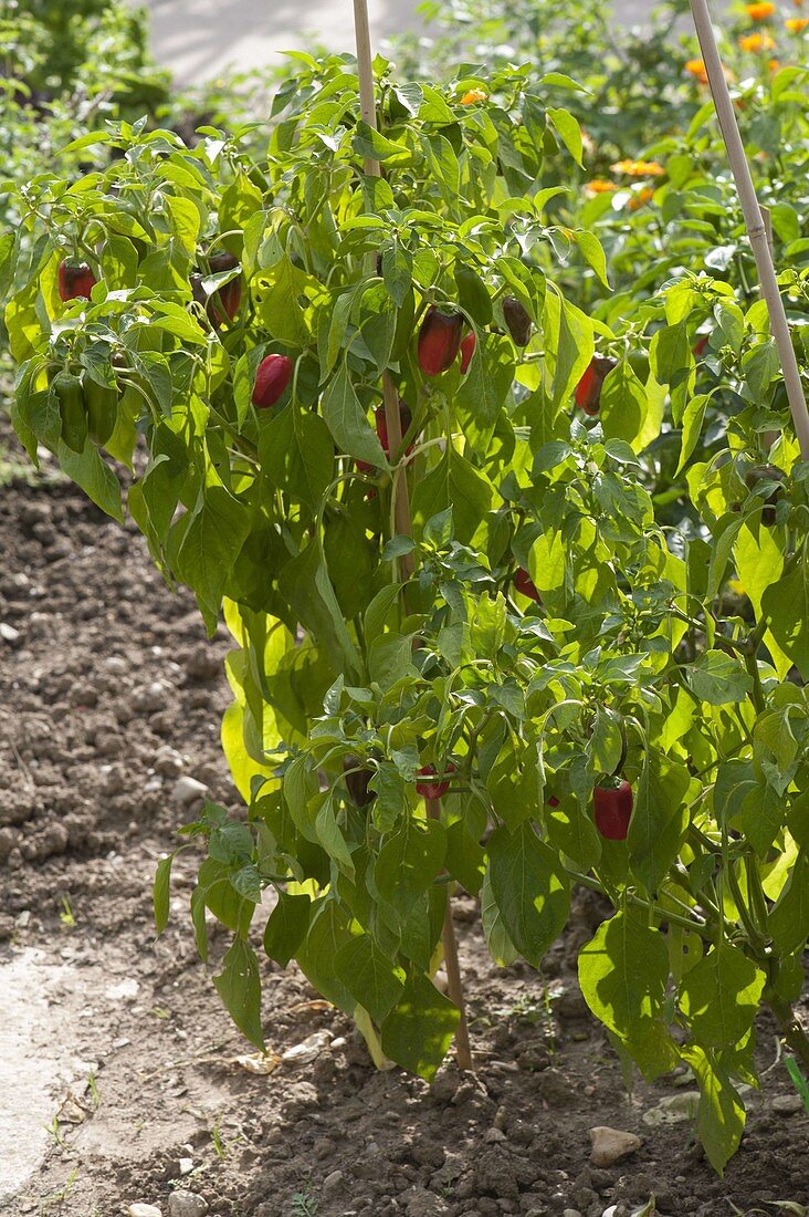 Paprika (Capsicum annuum) im Beet