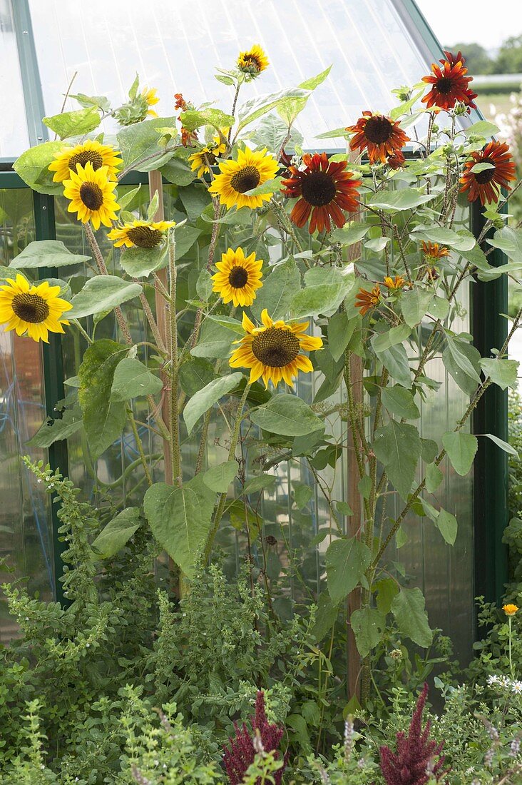 Helianthus (sunflower) in herb bed between mint (Mentha)