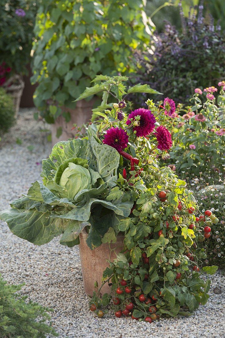 Large tub with tomatoes (Lycopersicon), white cabbage (Brassica), peppers