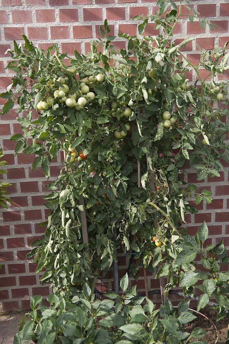 Tomaten (Lycopersicon) im Wintergarten an Ziegelmauer gepflanzt