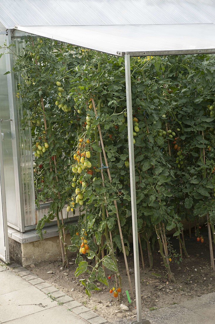 Tomaten (Lycopersicon) unterm Dach geschützt vor Regen, aber luftig