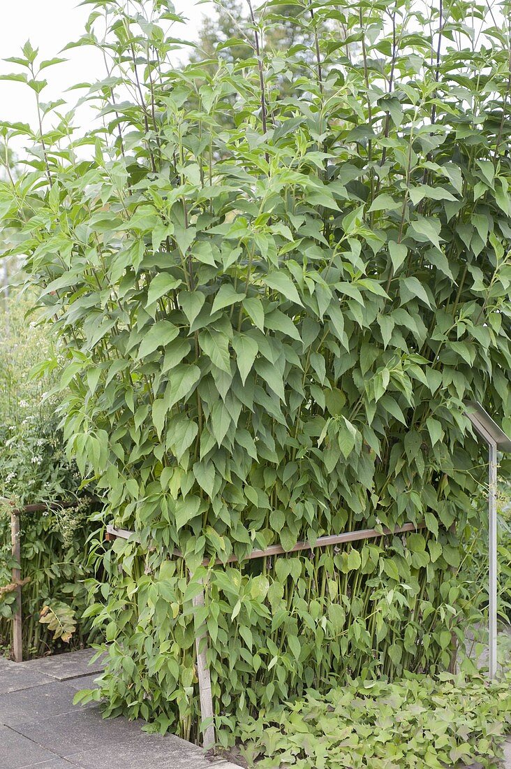 Jerusalem artichoke (Helianthus tuberosus) held by a lath frame as support