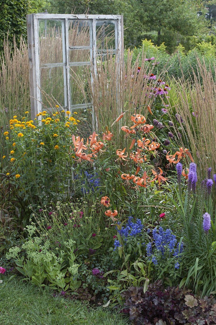 Altes Fenster als Deko-Objekt im Blumenbeet: Lilium tigrinum (Tigerlilie)