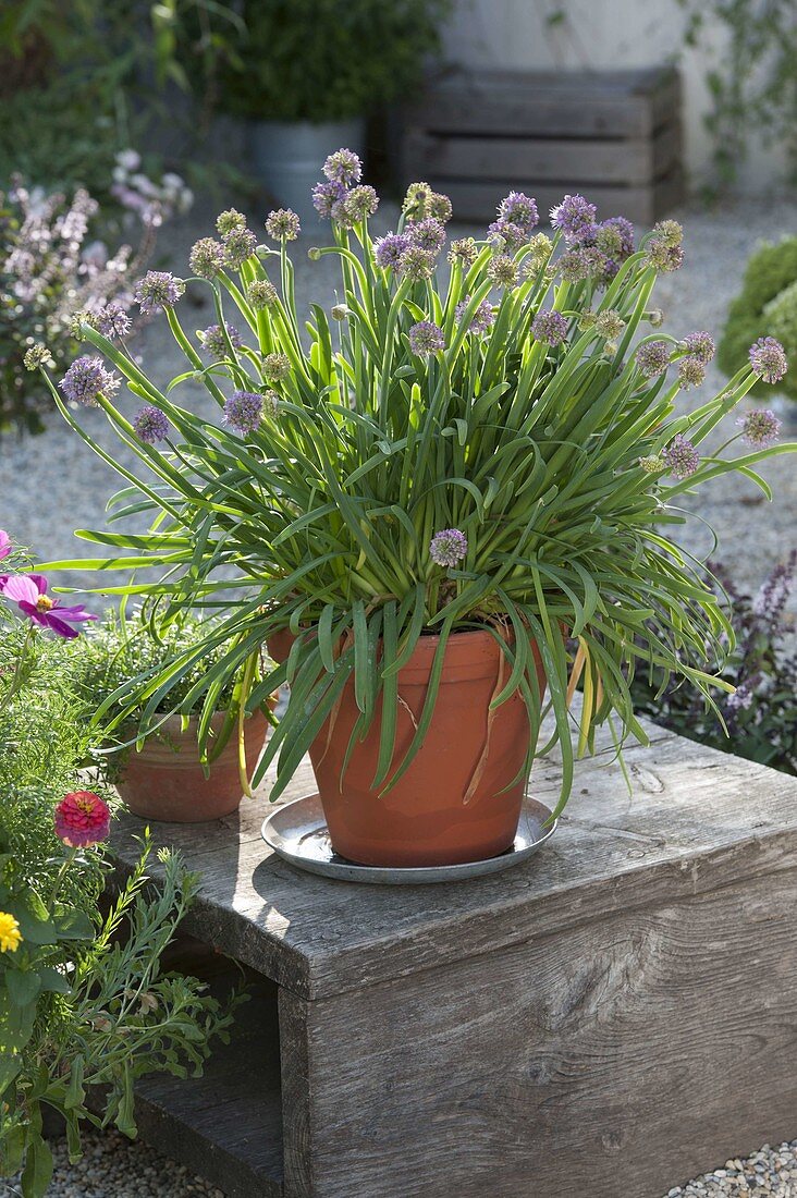 Mountain leek (Allium senescens)