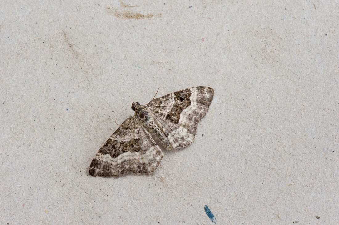 Perizoma affinitata (dark campion capsule moth)