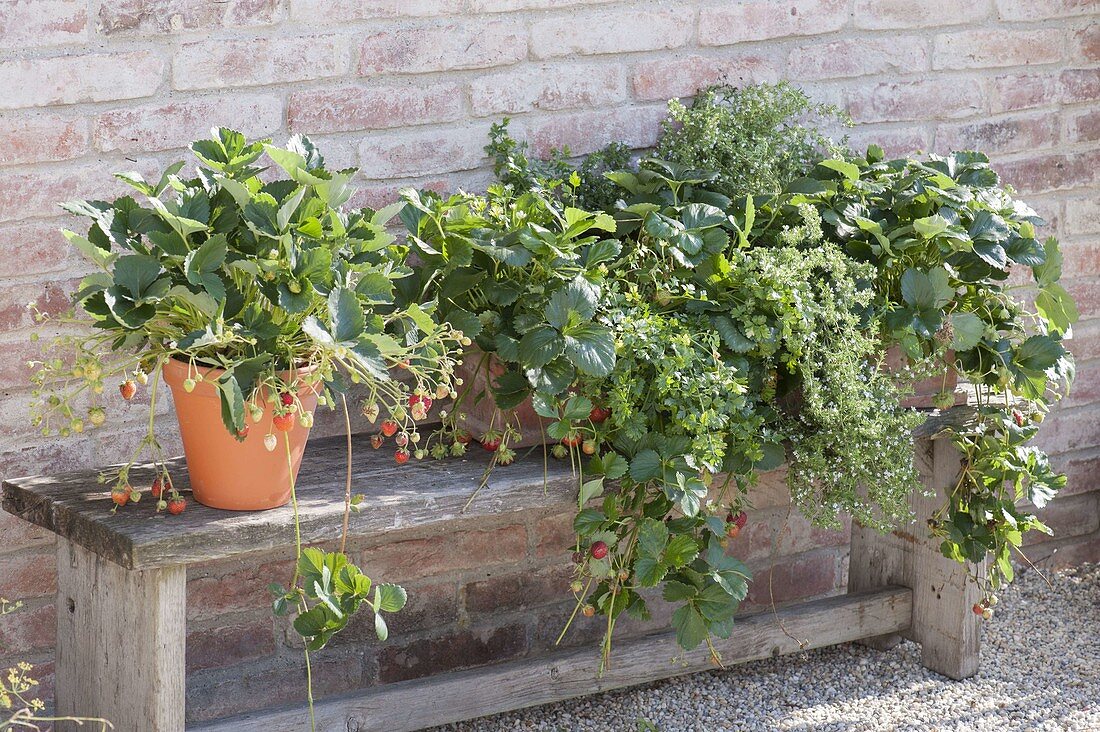 Strawberry 'Ostara' (Fagaria x ananassa), large-fruited monthly strawberry