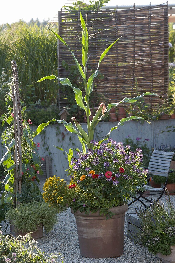 Sweet corn with summer flowers in terracotta pot