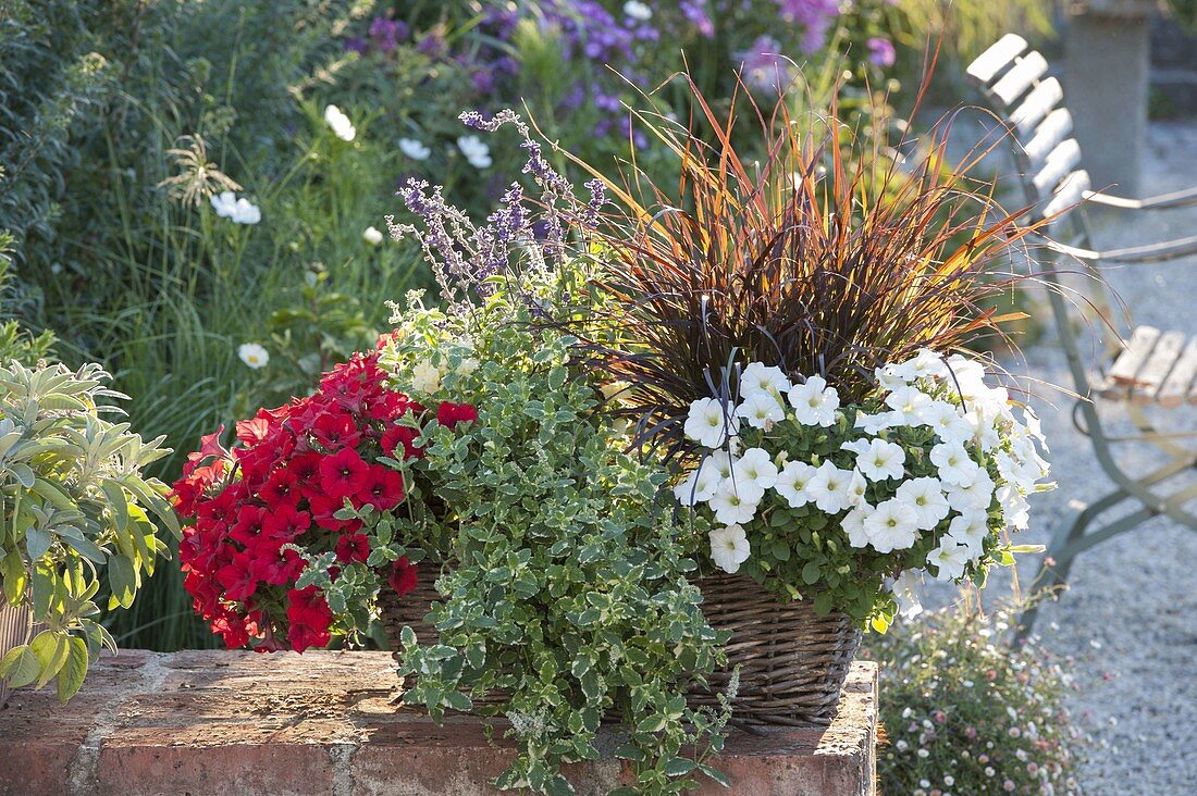 Basket with Petunia Perfectunia 'White' Surfinia 'Deep Red' (Petunias)