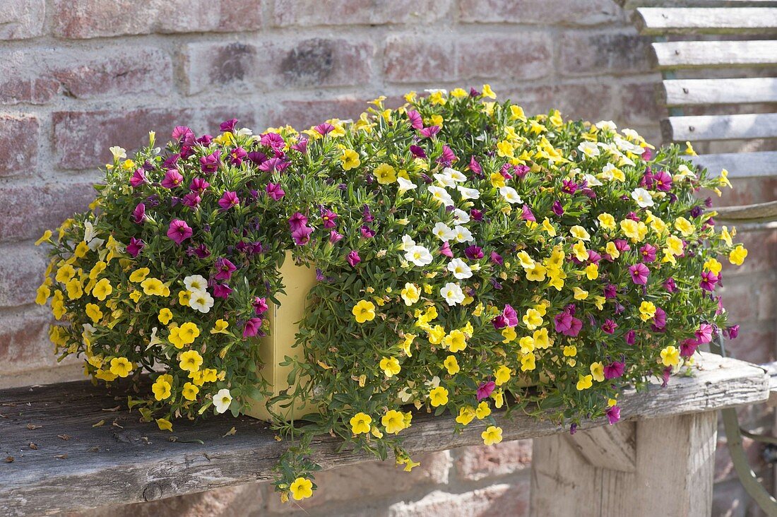 Gelber Kasten bepflanzt mit Calibrachoa Celebration 'Sansibar'