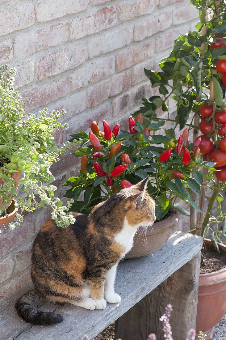 Katze Minka neben Paprika, Peperoni, Chili (Capsicum annuum) auf Holzbank