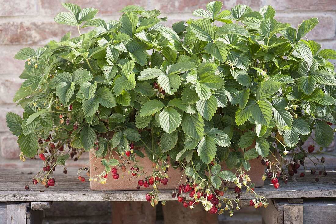 Erdbeeren 'Walderdbeere Alpen Rot' (Fragaria vesca) in Terracotta-Kasten