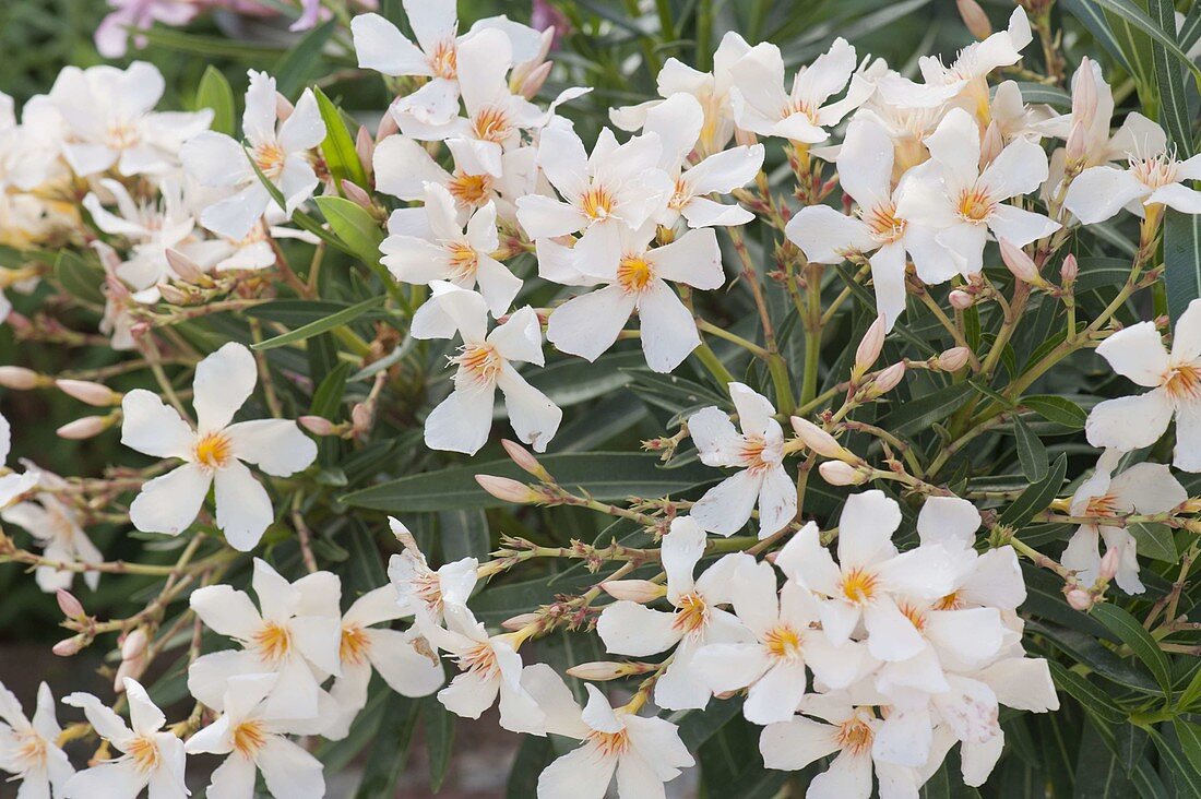 Nerium oleander 'Thalia' (Oleander)