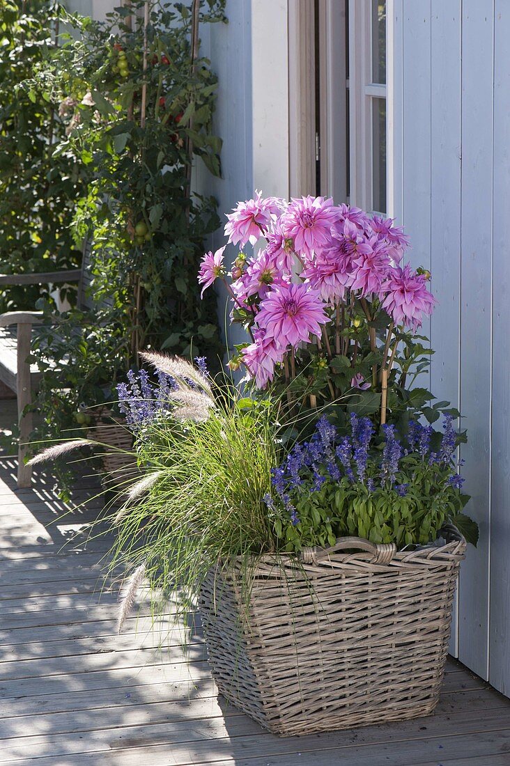 Basket late summer planting