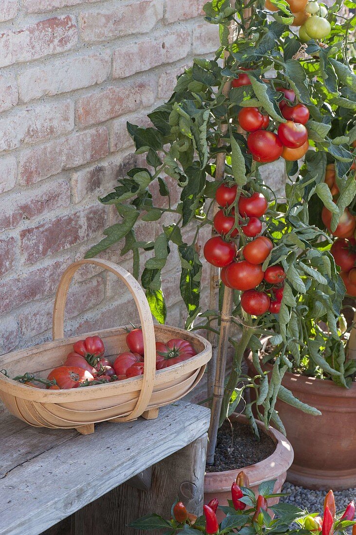Tomaten 'Diplom f1' (Lycopersicon), rundfrüchtig, resistente Sorte