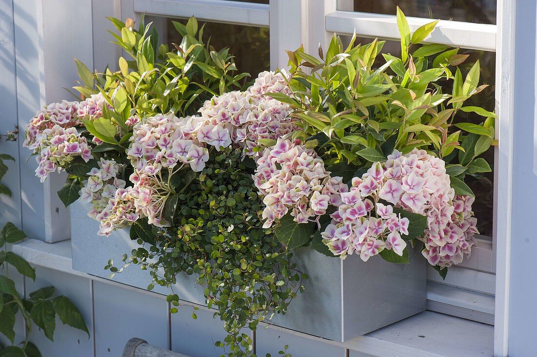 Stainless steel box with Hydrangea 'Red Ace' (Hydrangea), Leucothoe walteri 'Scarletta' (Leucothoe walteri)