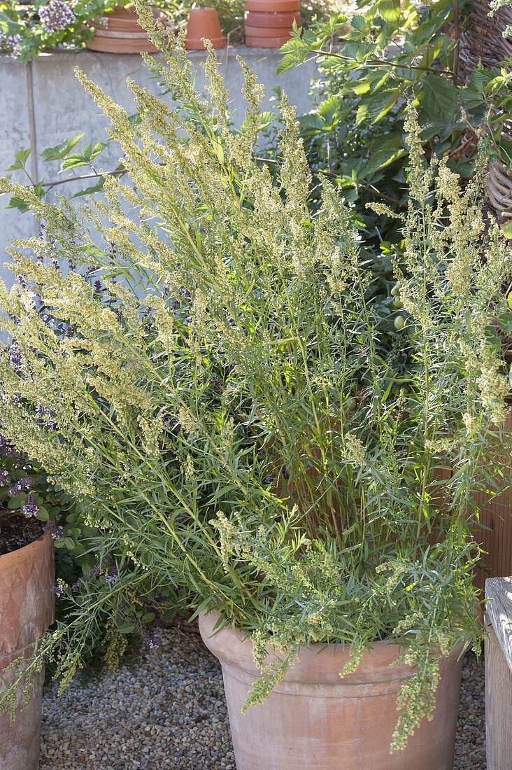 Russian Tarragon (Artemisia dranunculus), flowering in a terracotta pot