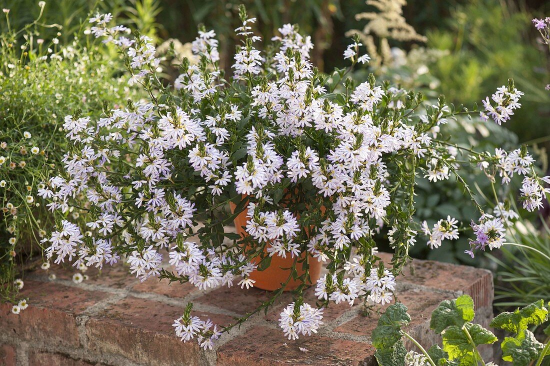 Scaevola 'Diamond' (Fächerblume) in Tontopf auf Klinkermauer