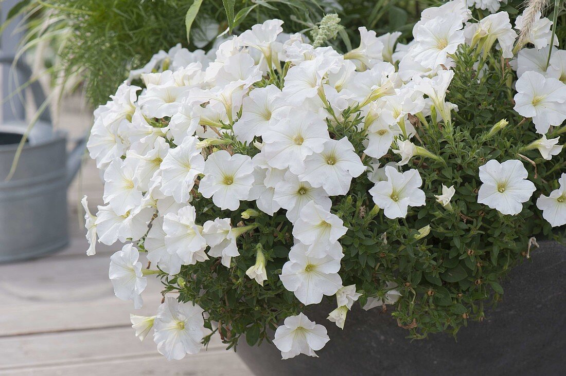 Graue Schale mit Petunia Perfectunia 'White' (Petunie)