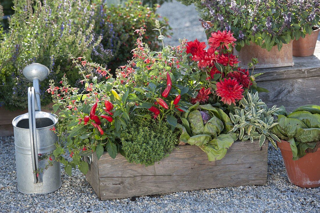 Naschkiste mit Paprika, Peperoni (Capsicum annuum), Dahlia (Dahlie), Salvia