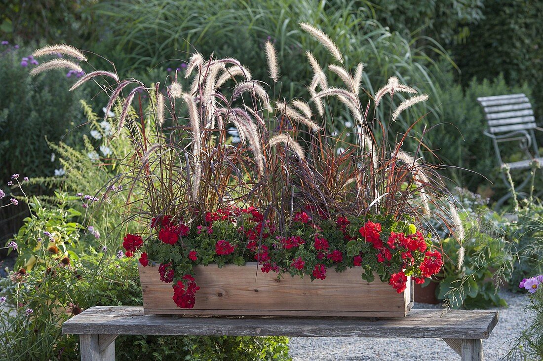 Wooden box planted with Pennisetum setaceum 'Rubrum'.