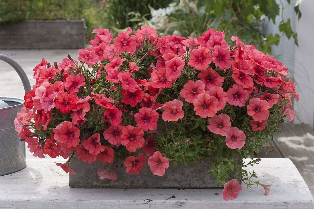 Petunia Perfectunia 'Orange' (Petunias) in grey box