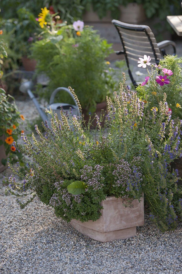 Terracotta box with flowering hyssop (Hyssopus officinalis)